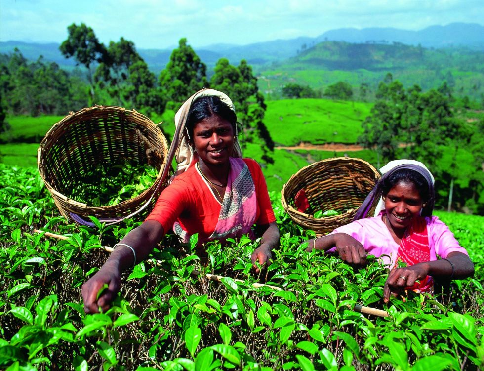 plantacje herbat Sri Lanka